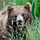Europäischer Braunbär - Bärenportrait