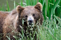 Europäischer Braunbär - Bärenportrait