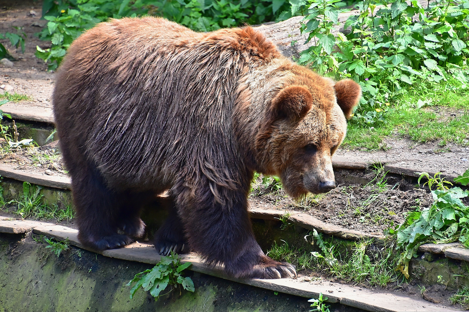 Europäischer Braunbär