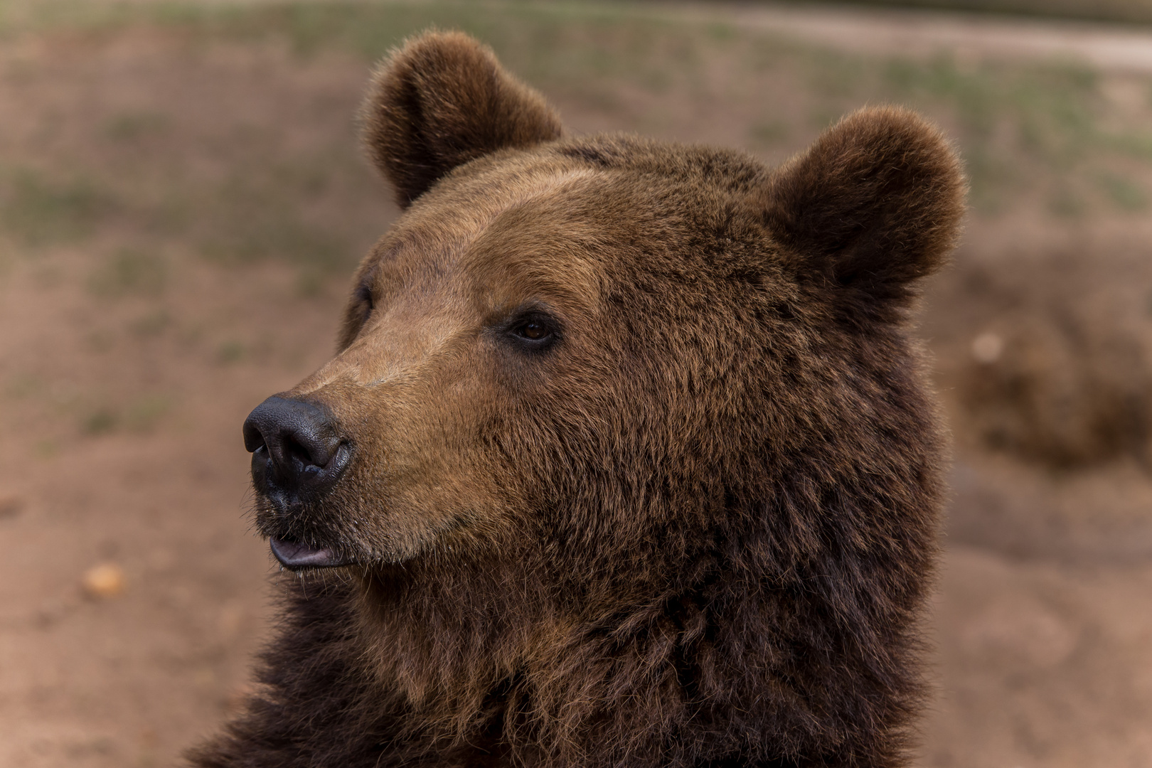 Europäischer Braunbär