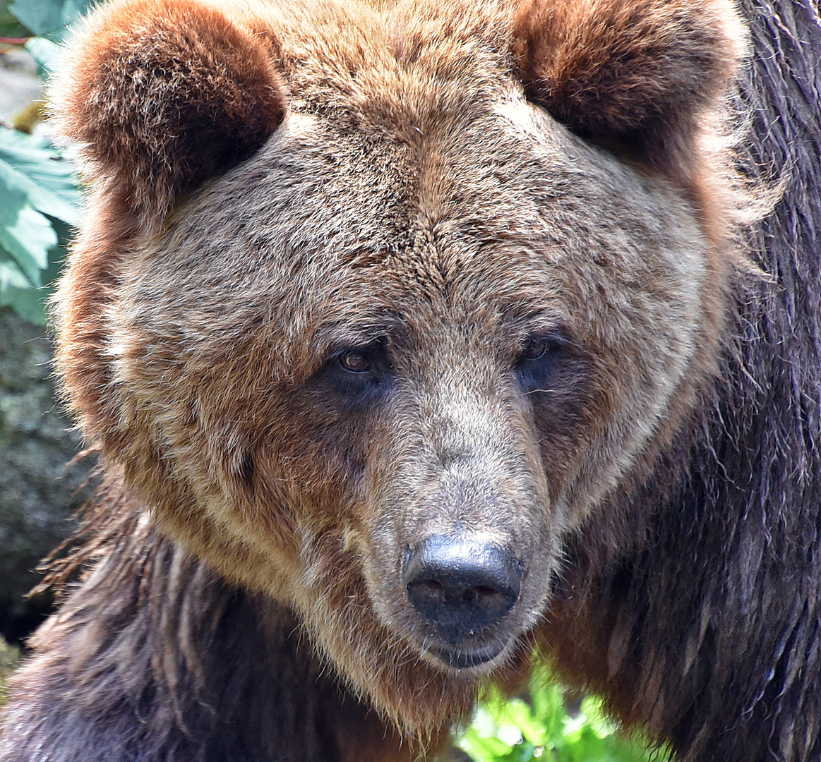 Europäischer Braunbär