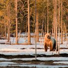 Europäischer Braunbär