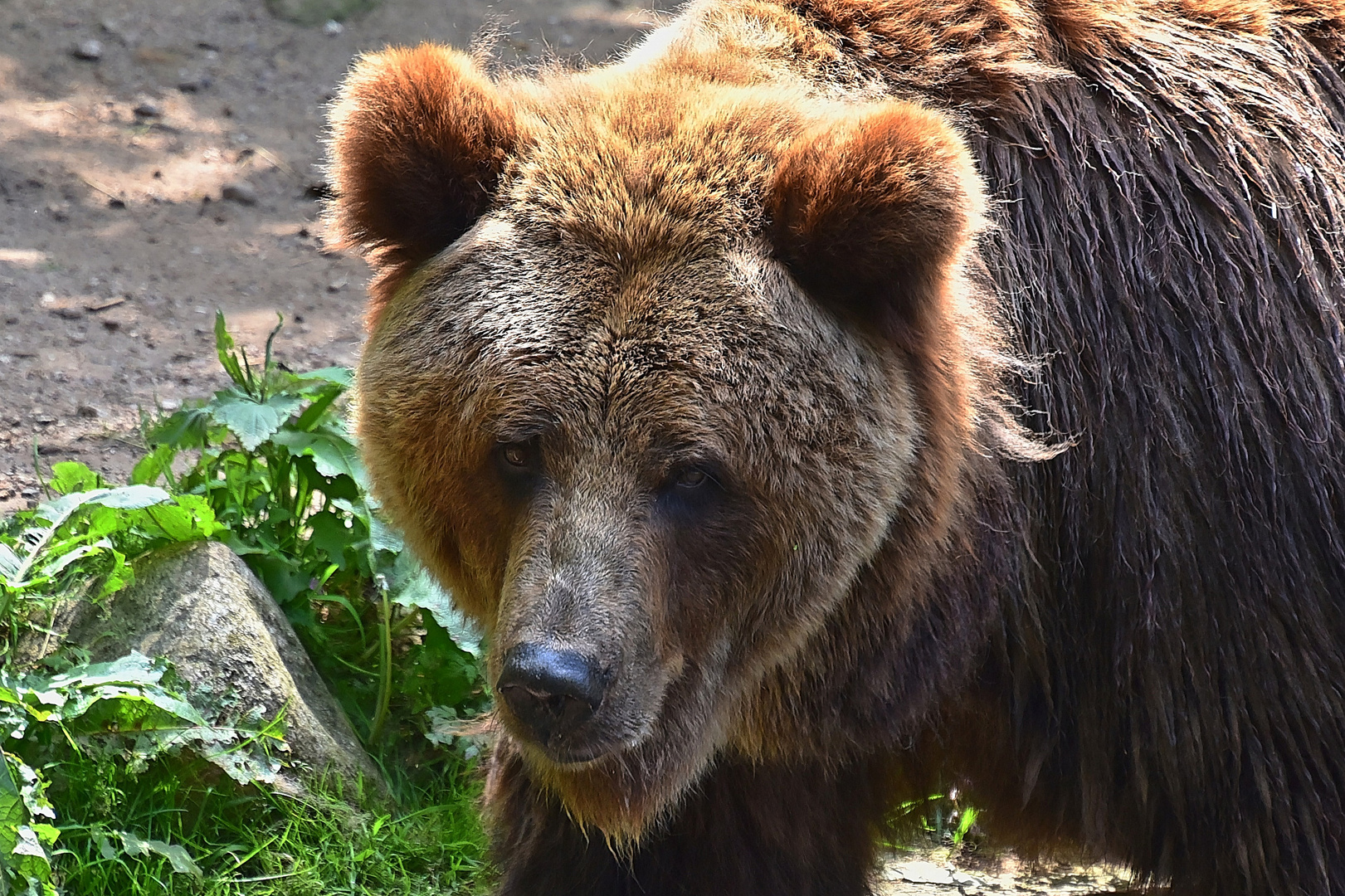 Europäischer Braunbär