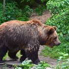 Europäischer Braunbär