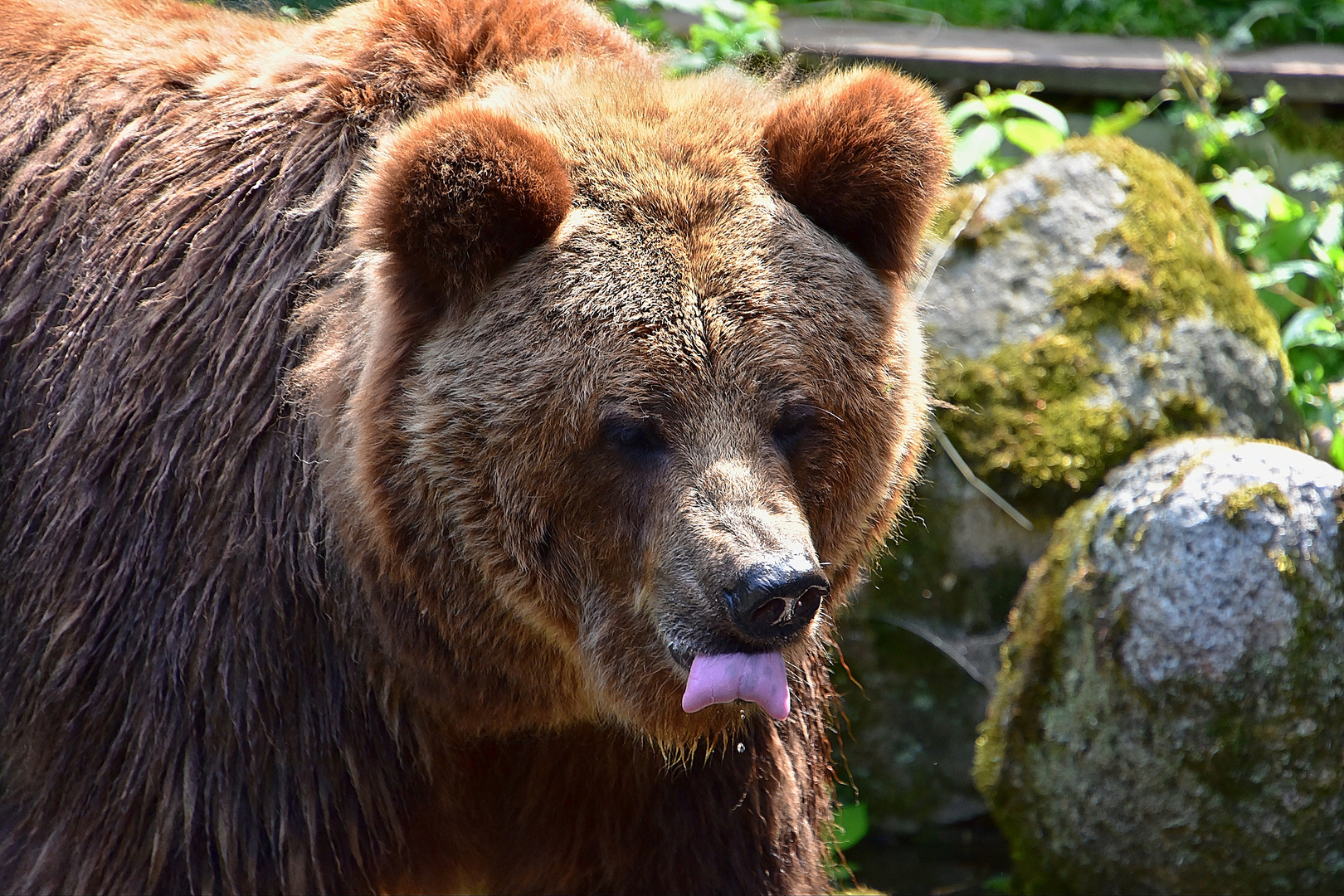 Europäischer Braunbär