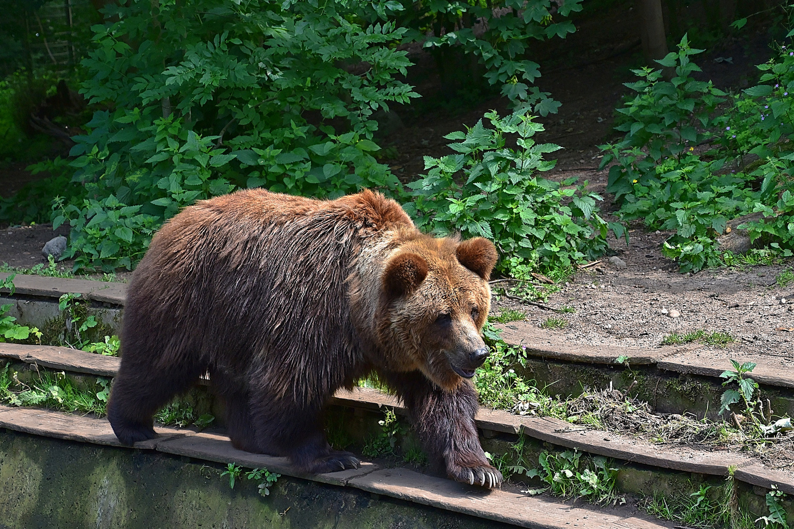 Europäischer Braunbär