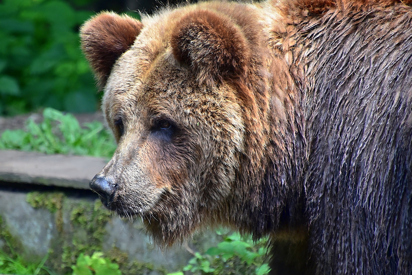 Europäischer Braunbär