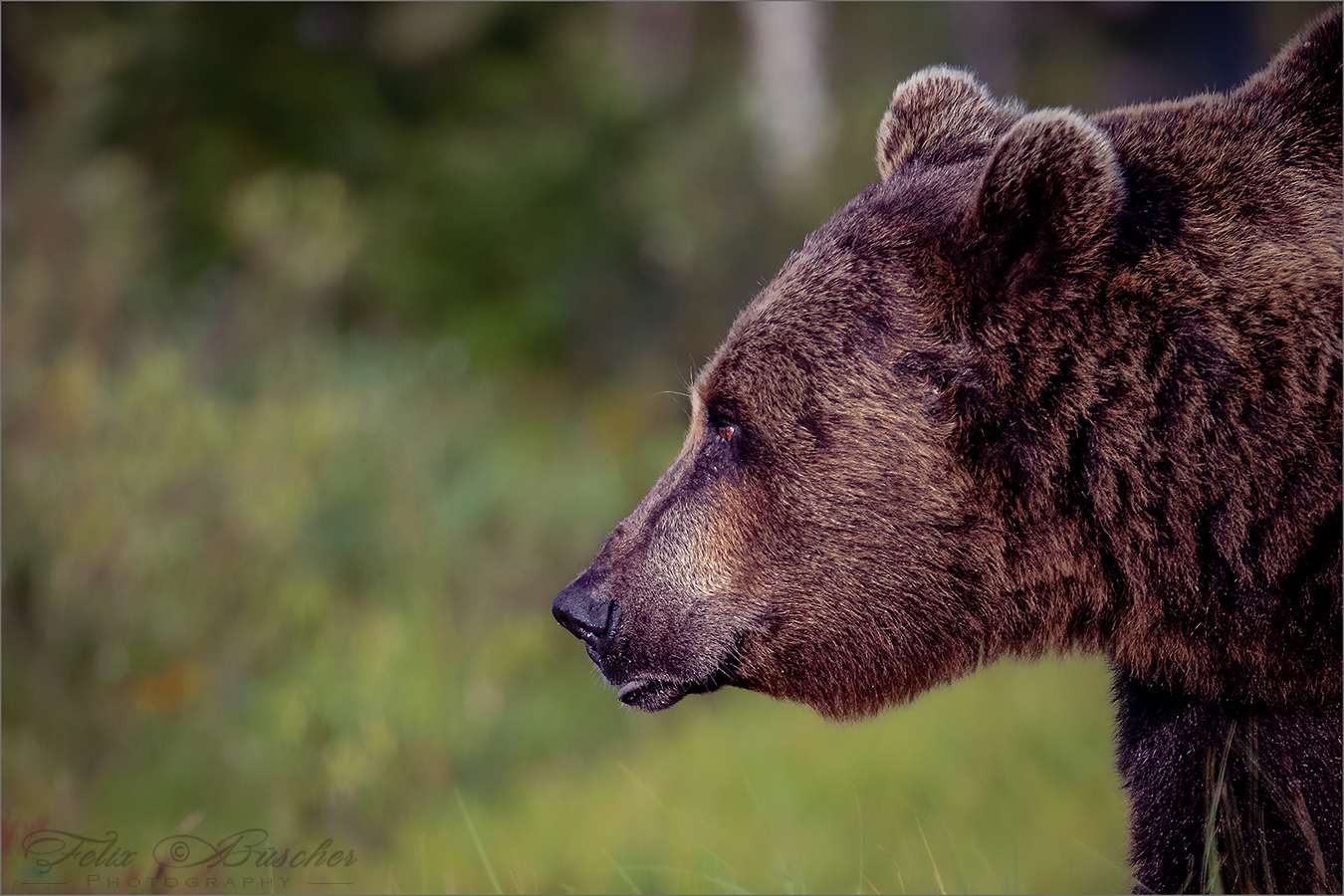 Europäischer Braunbär