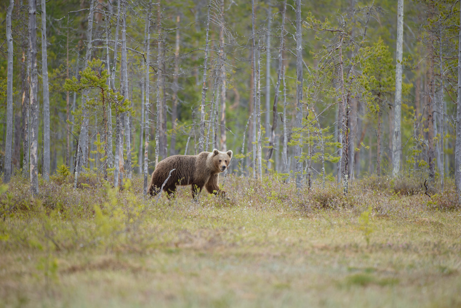 Europäischer Braunbär