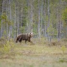 Europäischer Braunbär