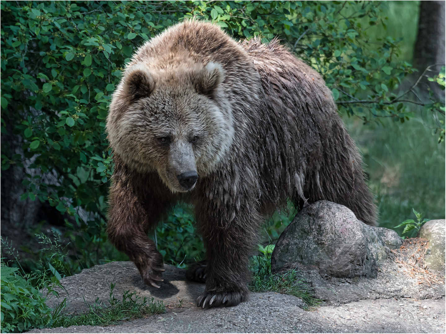 Europäischer Braunbär