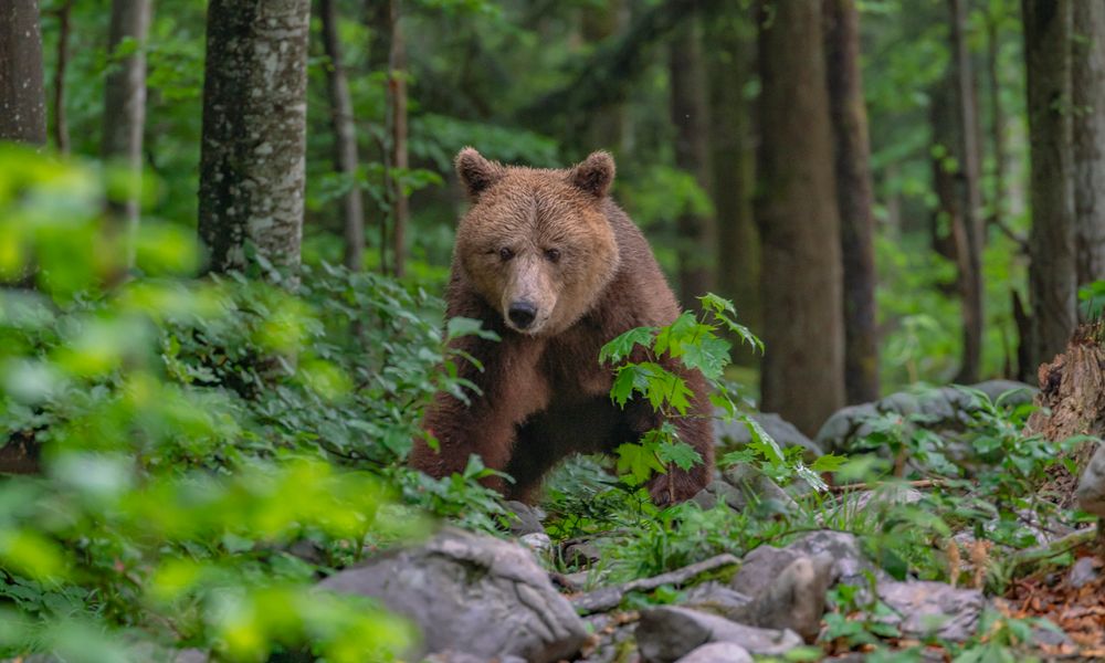 Europäischer Braunbär - I