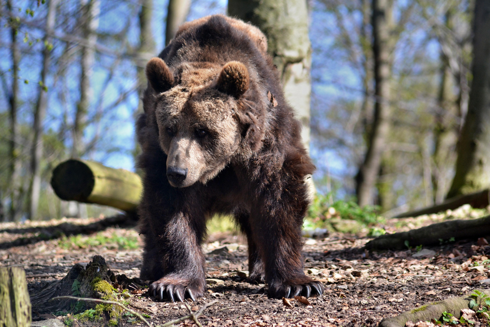 europäischer Braunbär in Worbis