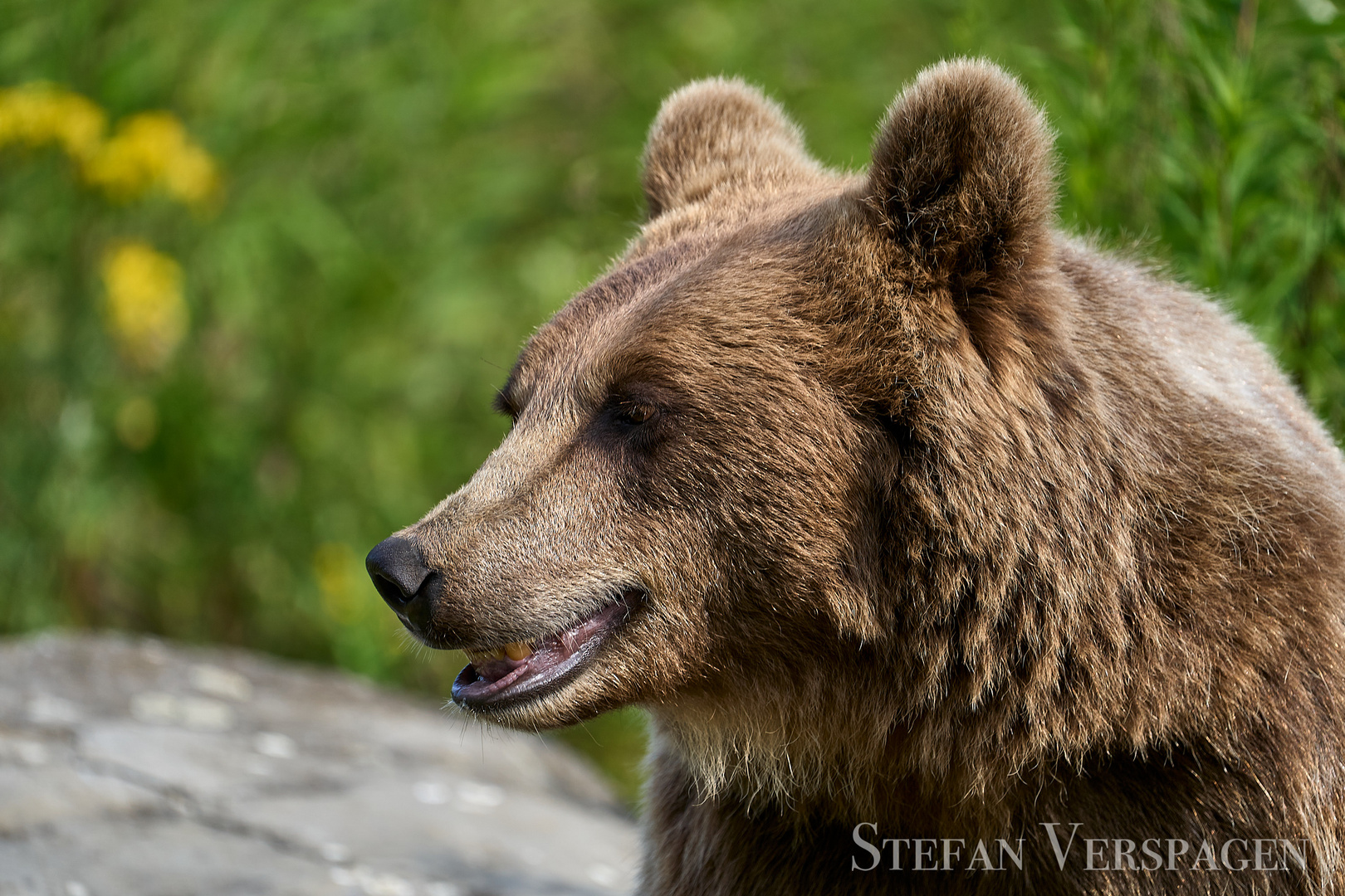 Europäischer Braunbär (Ursos arctos arctos)