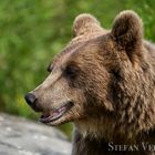 Europäischer Braunbär (Ursos arctos arctos)