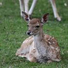 Europäischer Damhirsch (Damhirschkalb) Freiburger Tiergehege Mundenhof