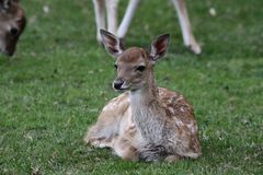 Europäischer Damhirsch (Damhirschkalb) Freiburger Tiergehege Mundenhof