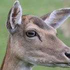 Europäischer Damhirsch (Damhirschkuh) Freiburger Tiergehege Mundenhof