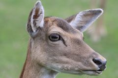 Europäischer Damhirsch (Damhirschkuh) Freiburger Tiergehege Mundenhof