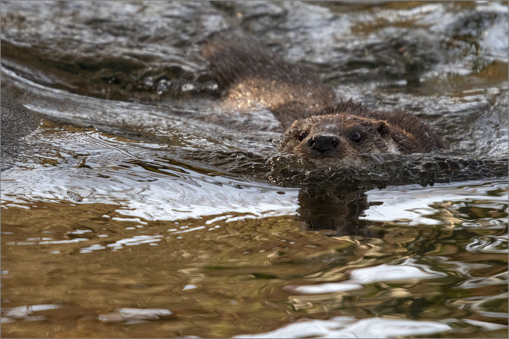 Europäischer Fischotter im Wasser