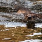 Europäischer Fischotter im Wasser