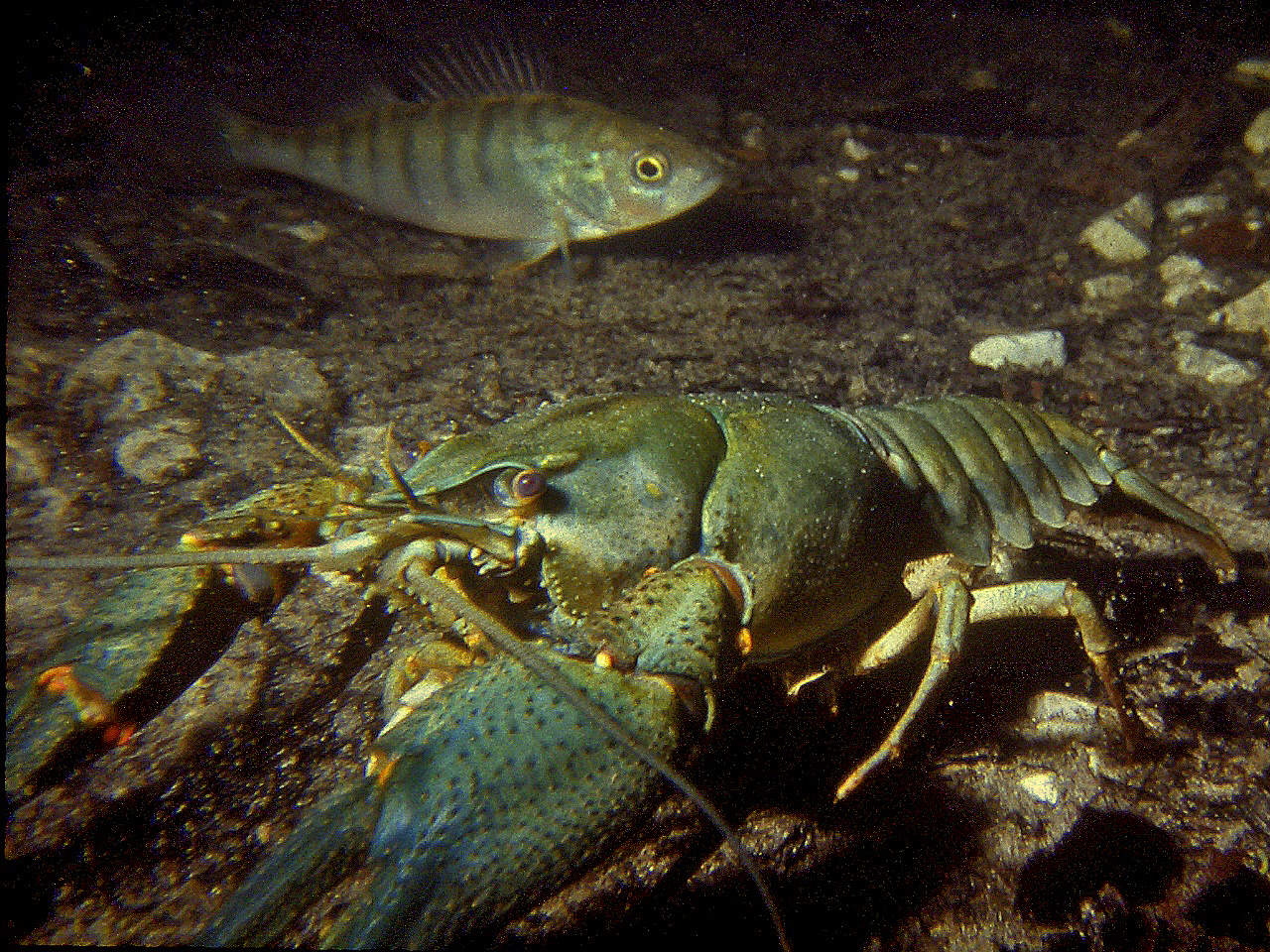Europäischer Flußkrebs Foto &amp; Bild | unterwasser, uw-süsswasser, natur ...