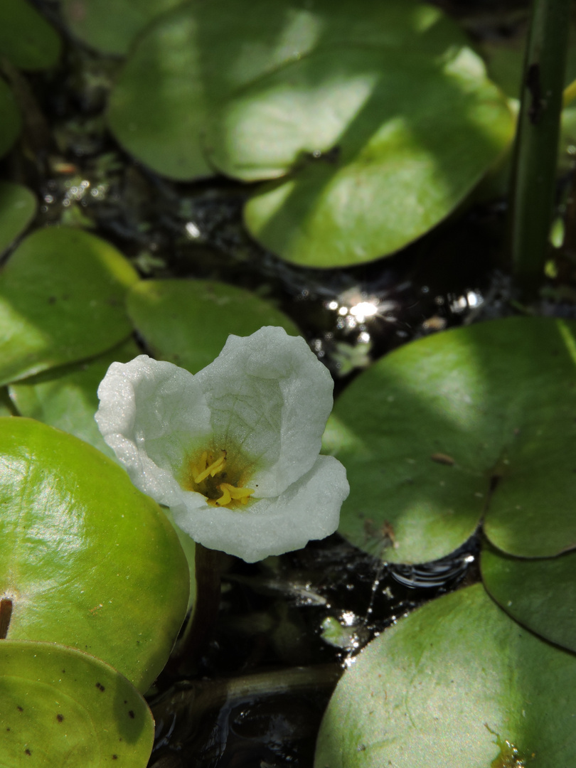 Europäischer Froschbiss (Hydrocharis morsus-ranae)