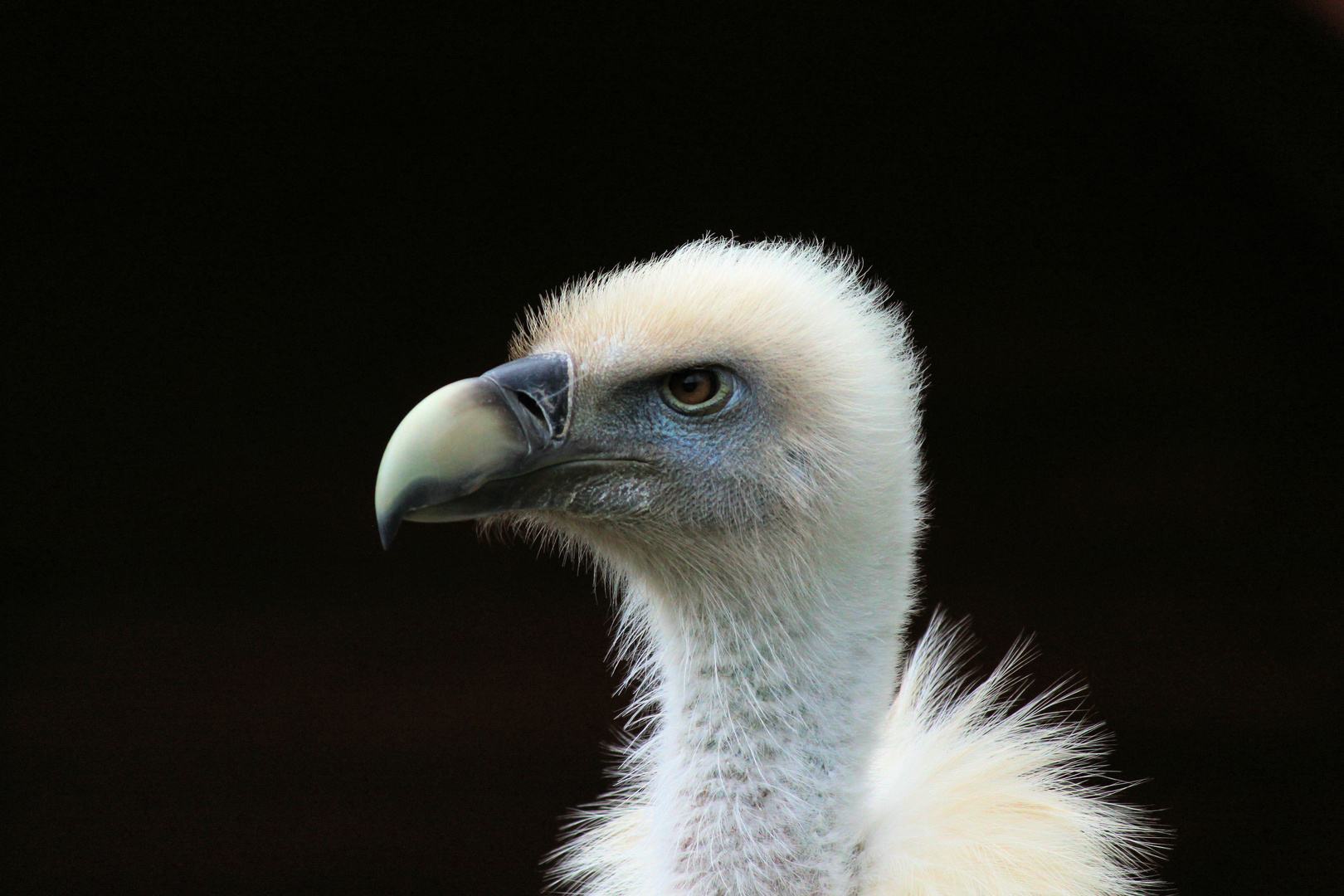 Europäischer Gänsegeier