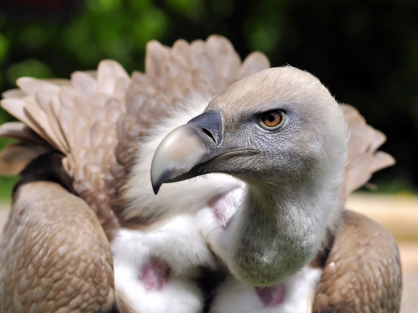 Europäischer Gänsegeier