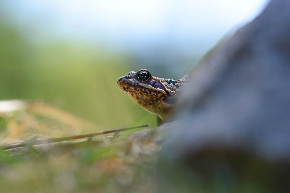 Europäischer Grasfrosch