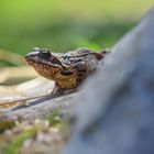 Europäischer Grasfrosch