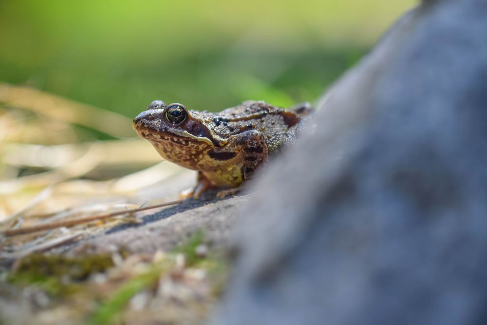 Europäischer Grasfrosch