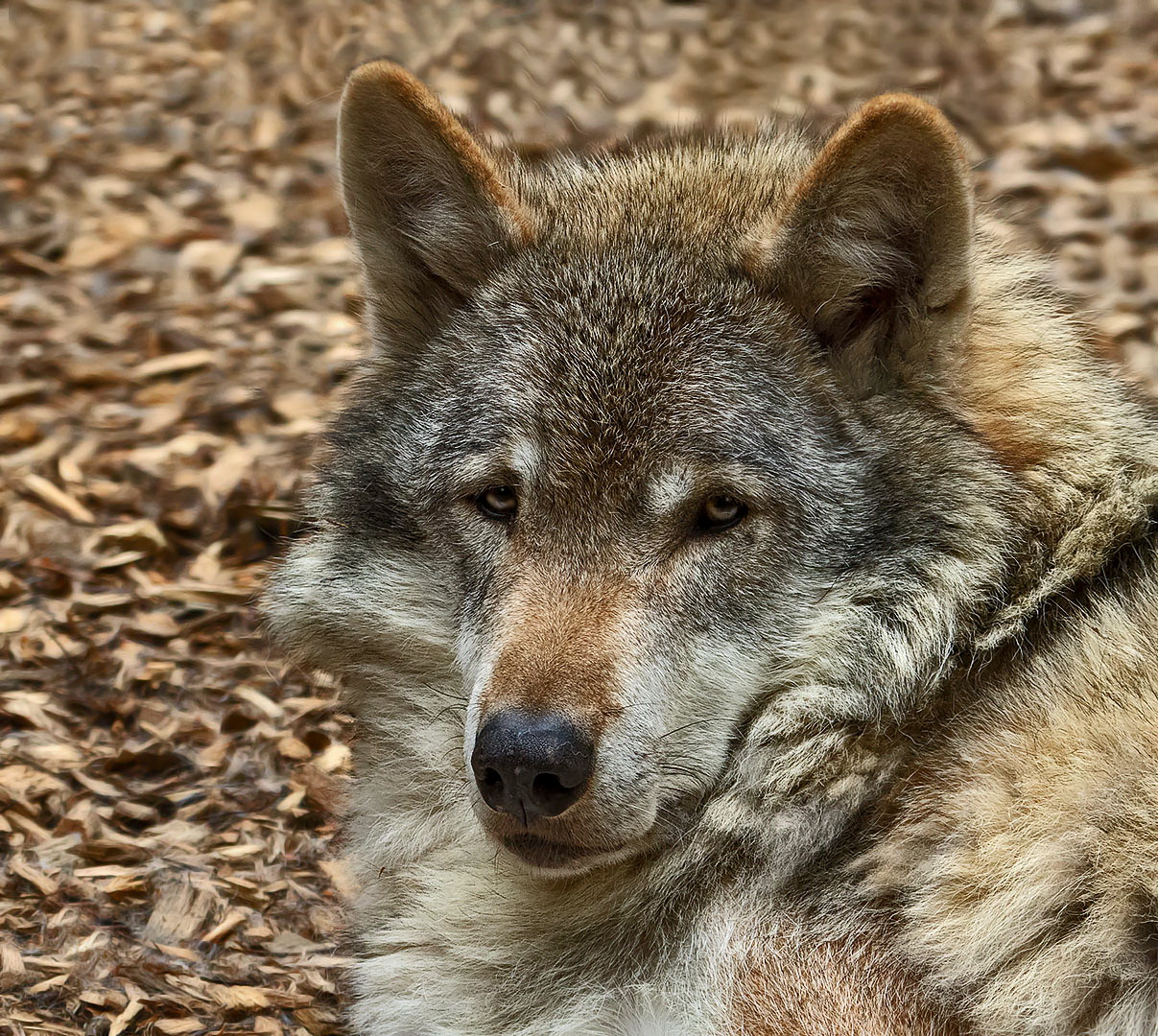 Europäischer Grauwolf 001