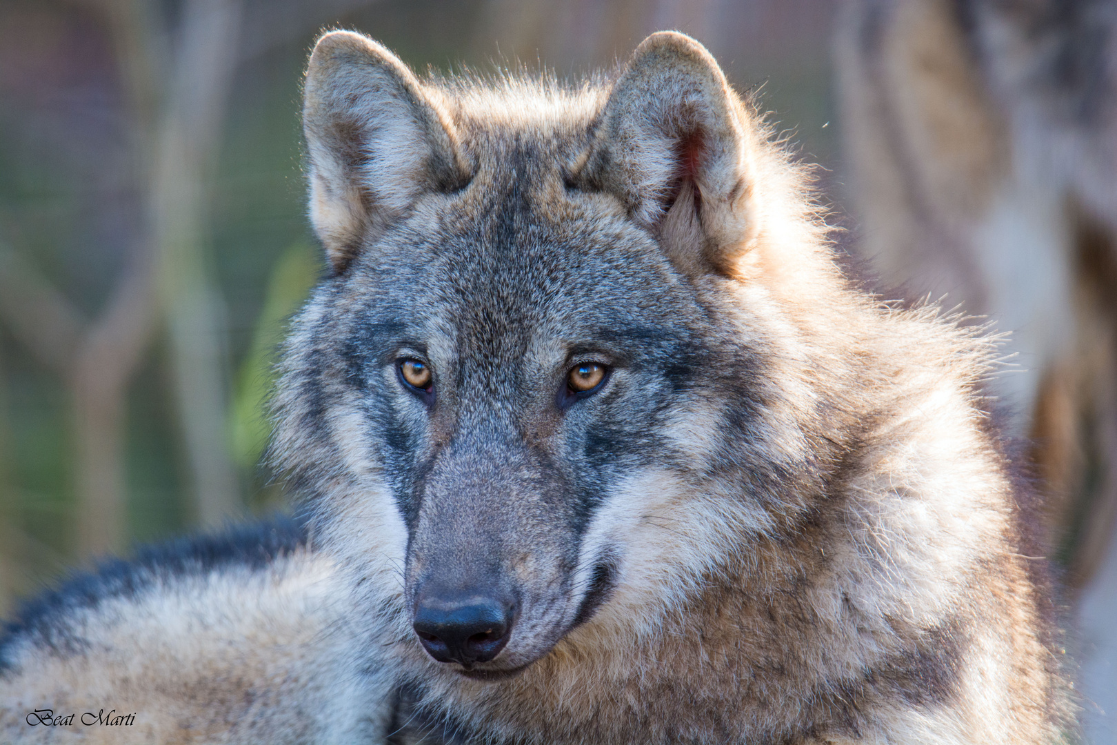 Europäischer Grauwolf