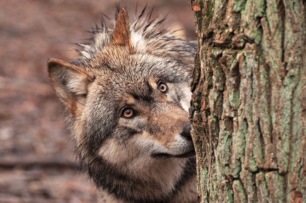 Europäischer Grauwolf 3