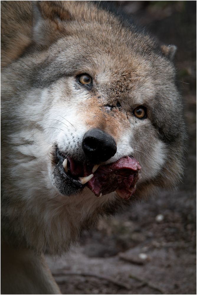 europäischer  Grauwolf ......