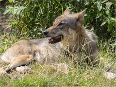 Europäischer Grauwolf