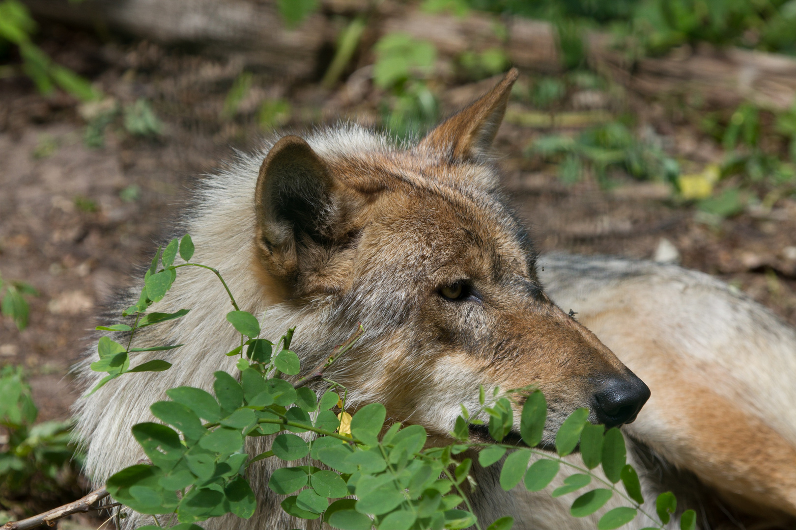 Europäischer Grauwolf