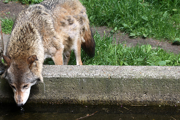 Europäischer Grauwolf