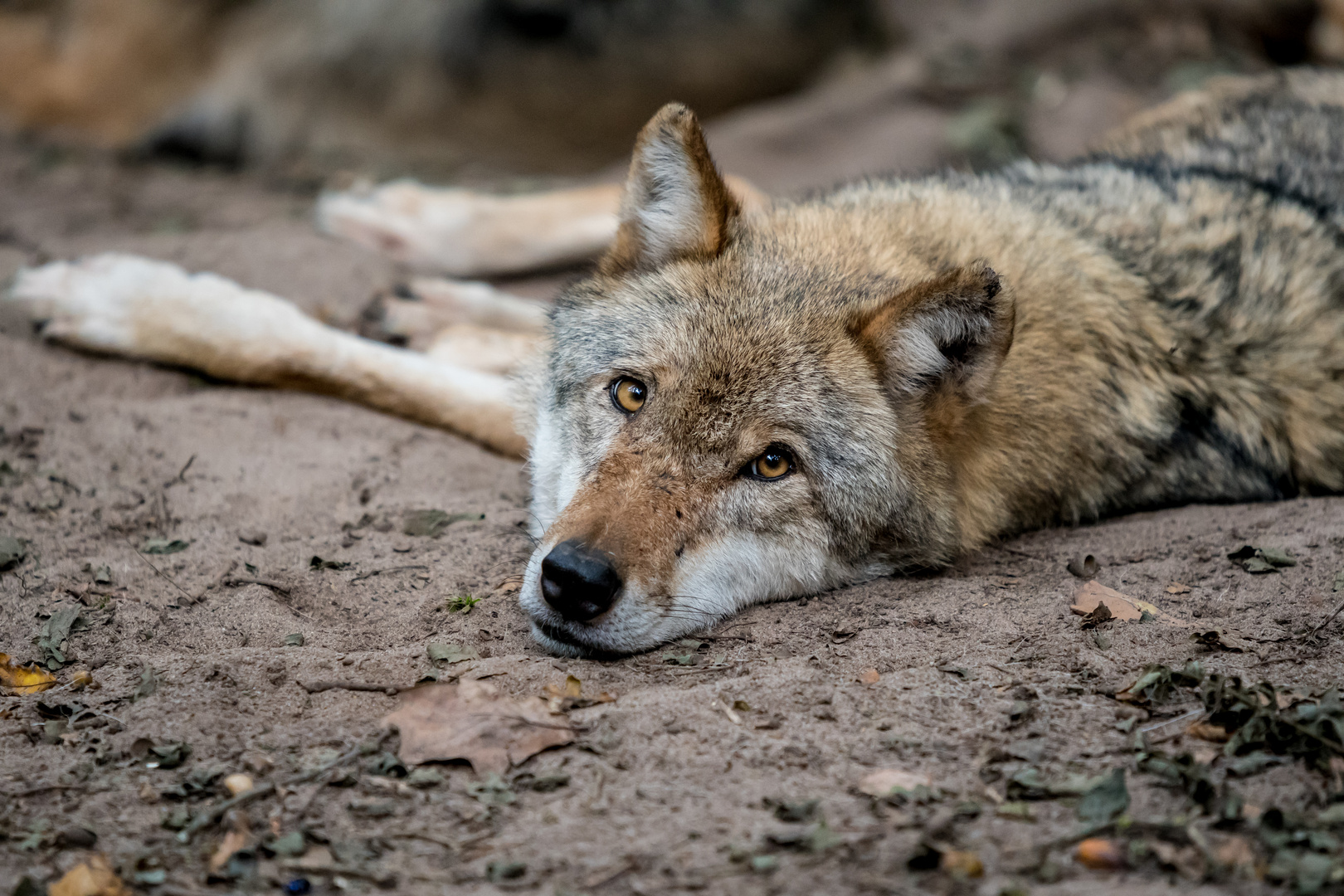 Europäischer Grauwolf