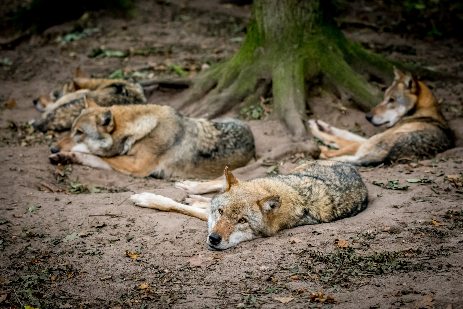 Europäischer Grauwolf