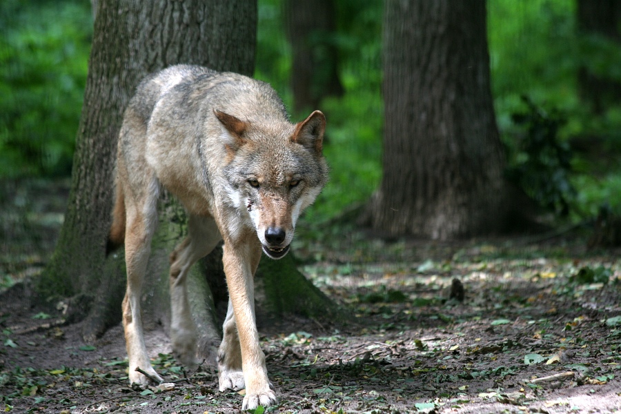 Europäischer Grauwolf