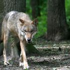 Europäischer Grauwolf