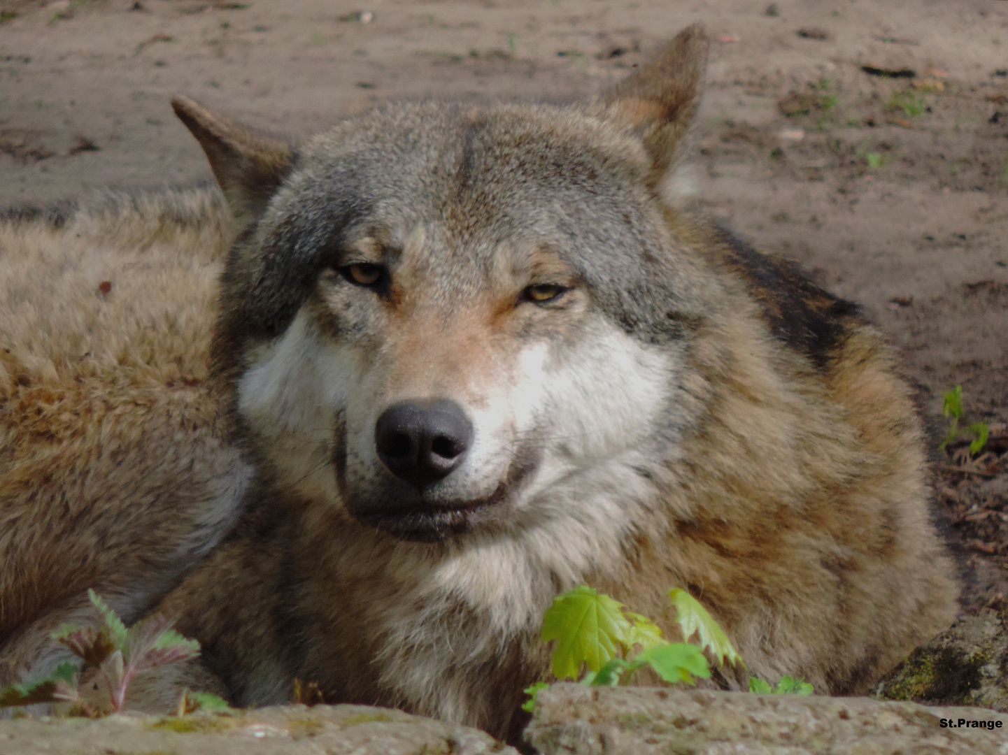 Europäischer Grauwolf