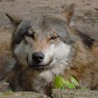 Europäischer Grauwolf