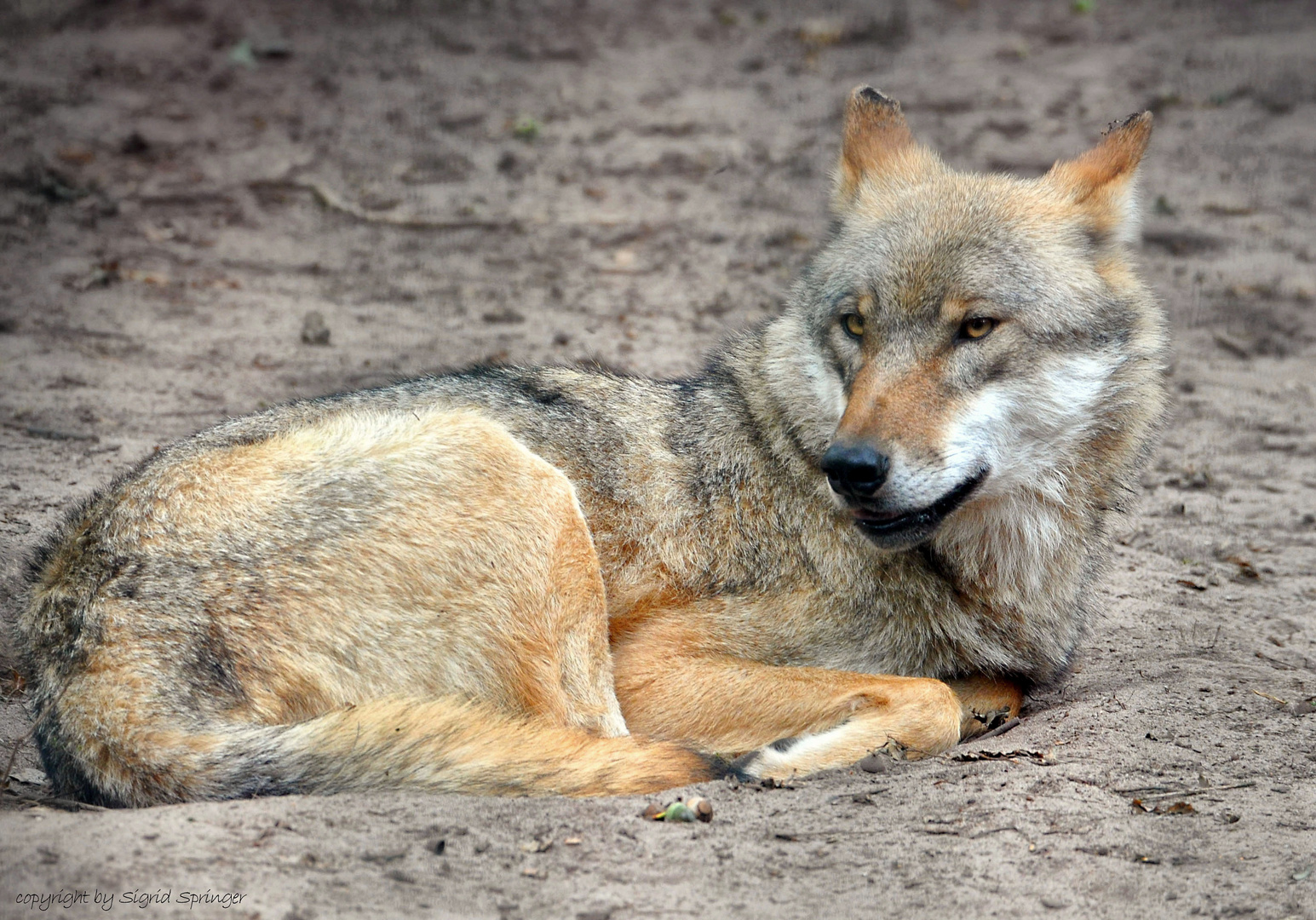 Europäischer Grauwolf