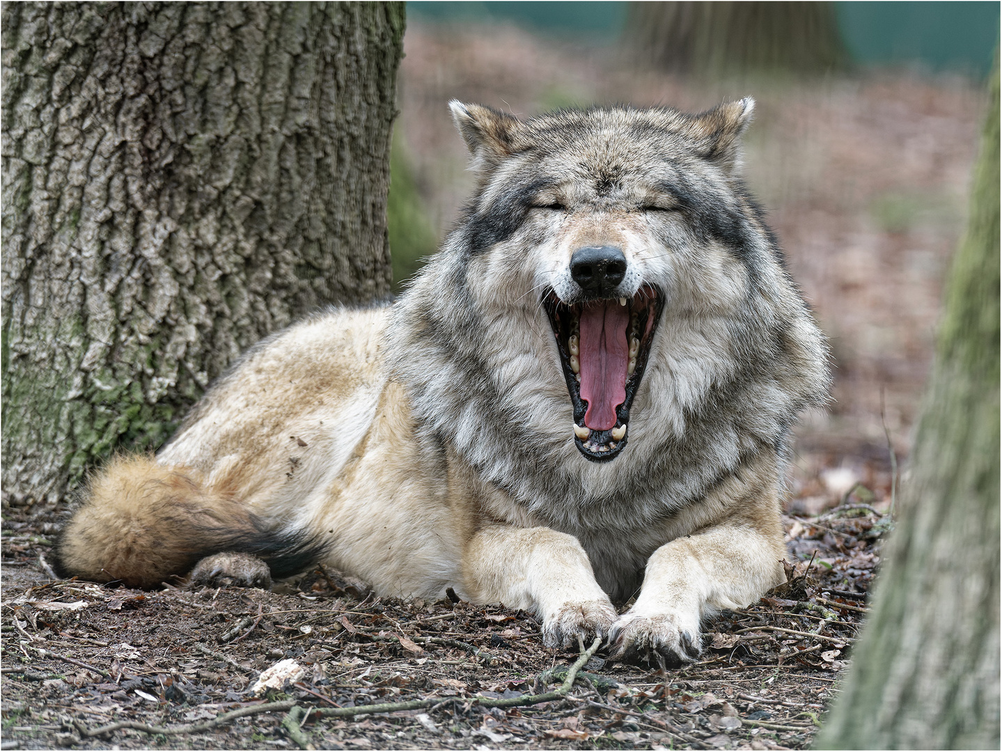 Europäischer Grauwolf