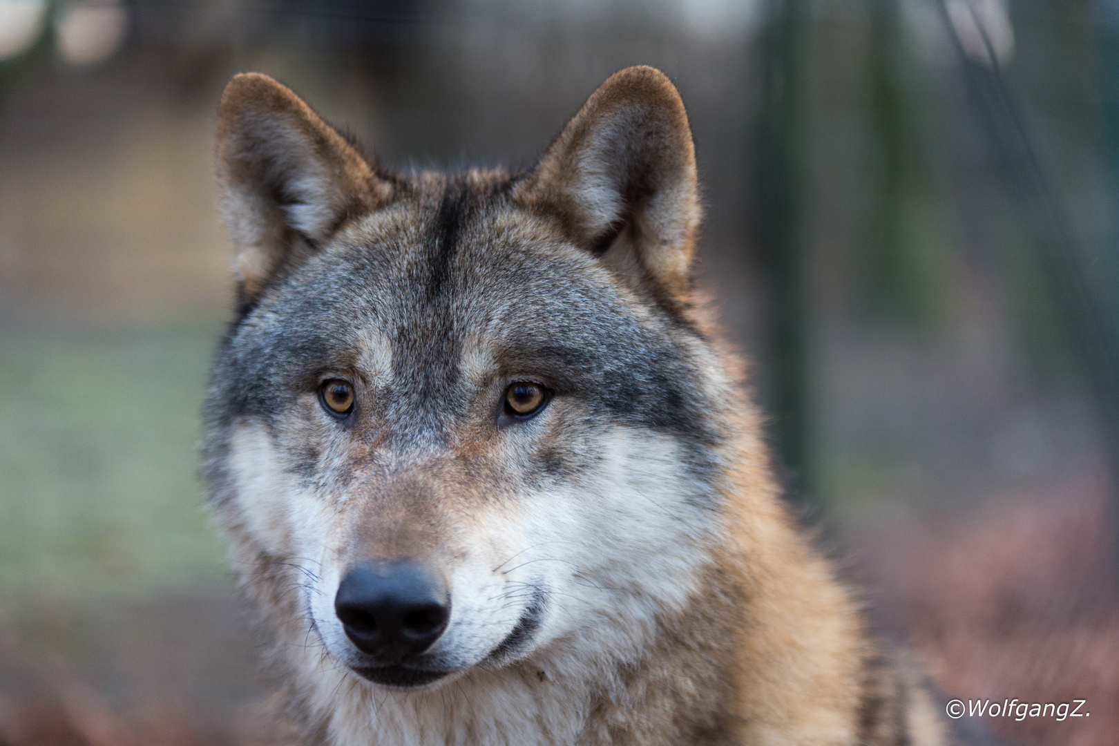 europäischer Grauwolf