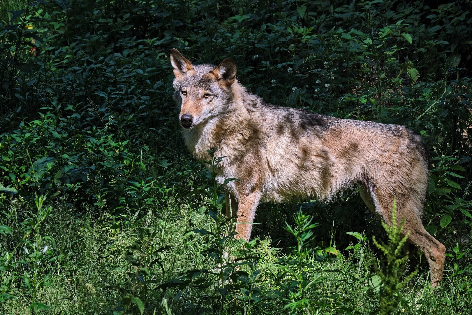 Europäischer Grauwolf ( Canis lupus ).