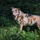 Europäischer Grauwolf ( Canis lupus ).